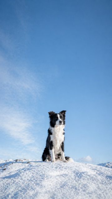 Border Collie Sitting on Snow Ridge with Low Horizon and Blue Sky Wallpaper