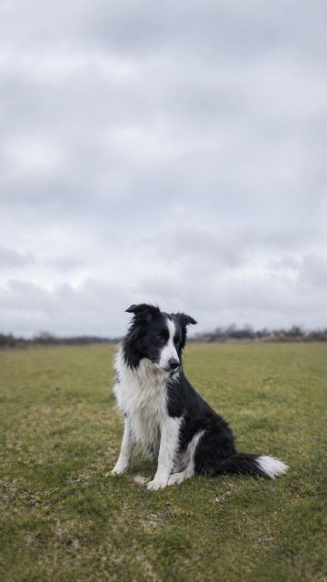 Border Collie Sitting with Soft Side Gaze in Open Grass Field Wallpaper
