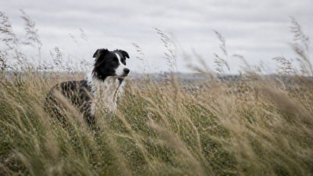 Border Collie Partially Hidden in Tall Grass with Foreground Blur Wallpaper