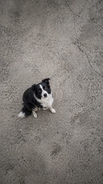 Border Collie Seen from Top Down on Concrete with Minimal Isolation Wallpaper