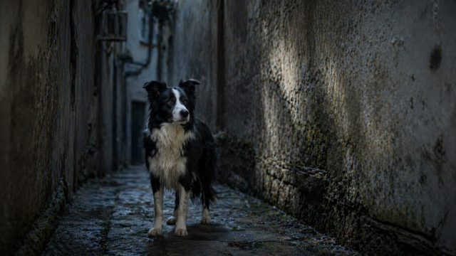 Border Collie in Narrow Urban Alley with Compressed Perspective Wallpaper