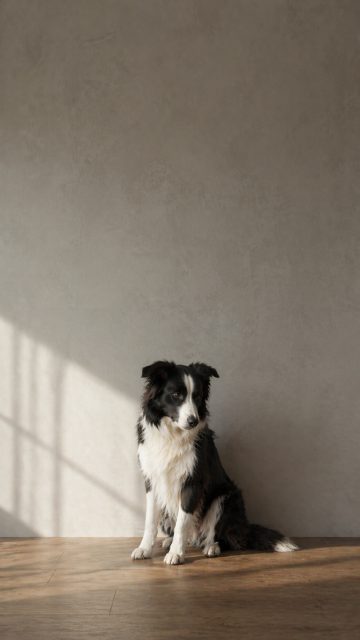 Border Collie Sitting Indoors with Soft Window Light and Shadow Wallpaper
