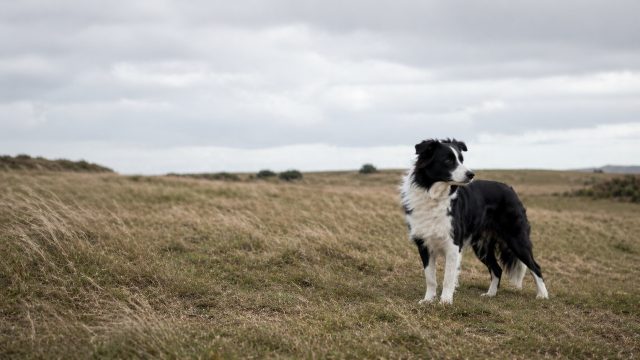 Border Collie Standing in Windy Open Field Under Overcast Sky Wallpaper