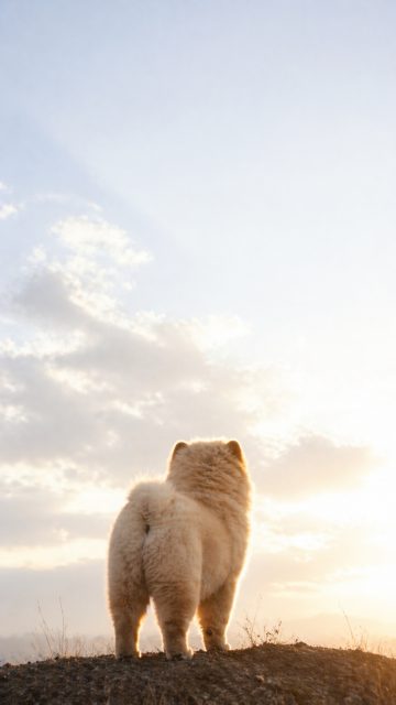 Chow Chow Back Silhouette Facing Bright Sky Wallpaper