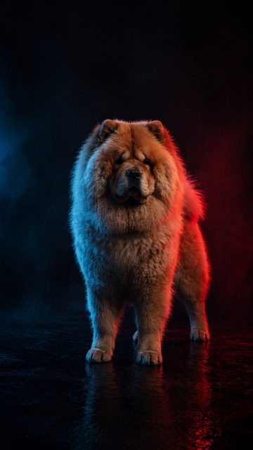 Chow Chow in Blue and Red Split Lighting Wallpaper