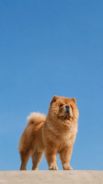Chow Chow Clean Portrait Against Blue Sky Wallpaper
