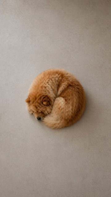 Chow Chow Curled Sleeping in Minimal Space Wallpaper