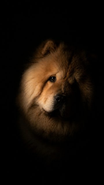 Chow Chow Dramatic Portrait in Single Light Wallpaper