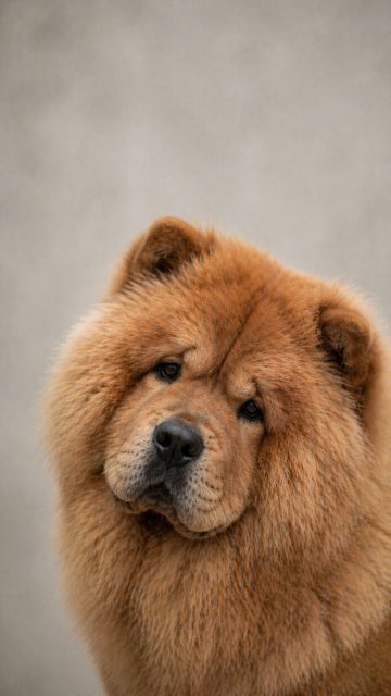 Chow Chow Gentle Head Tilt Close Portrait Wallpaper