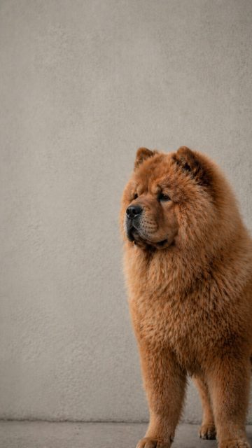 Chow Chow Half Body Against Clean Wall Wallpaper