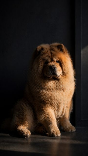 Chow Chow Split Face with Hard Side Light Wallpaper