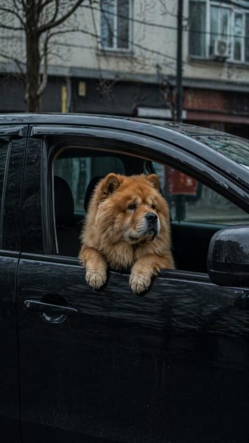 Chow Chow Looking Out Car Window Wallpaper