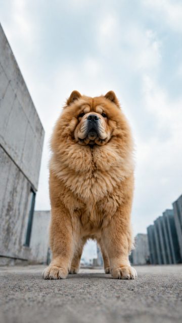 Chow Chow Towering from Extreme Low Angle Wallpaper