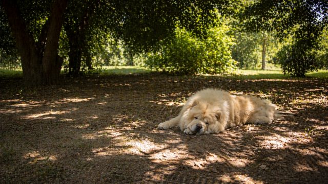 Chow Chow Resting Under Tree Shade with Dappled Light Wallpaper