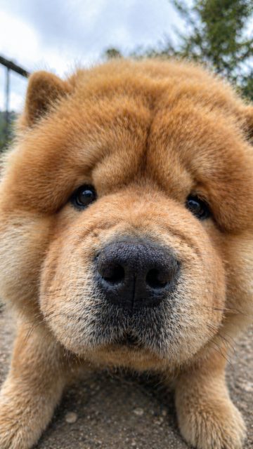 Chow Chow Extreme Close Nose Perspective Wallpaper