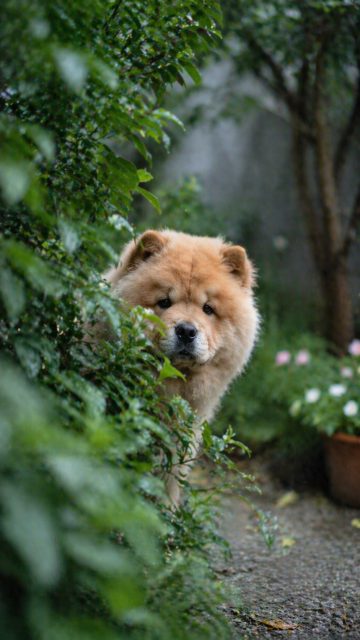Chow Chow Peeking Through Garden Leaves Wallpaper
