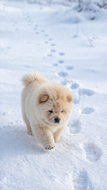 Chow Chow Puppy First Steps in Snow Wallpaper