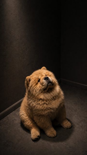 Chow Chow Puppy Looking Up from Shadow Corner Wallpaper