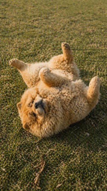 Chow Chow Rolling on Back in Grass Wallpaper