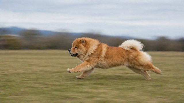Chow Chow Running Side Motion Blur Field Wallpaper