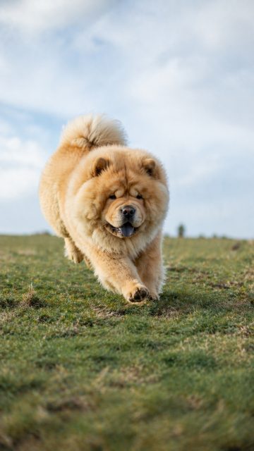 Chow Chow Running Toward Camera Low Angle Wallpaper