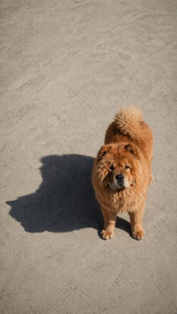 Chow Chow with Clear Shadow on Minimal Ground Wallpaper