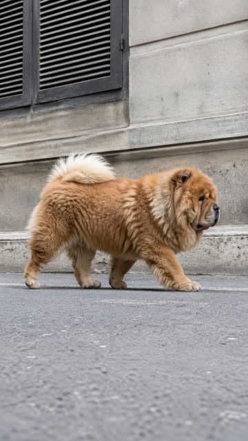 Chow Chow Walking Along Urban Wall Wallpaper