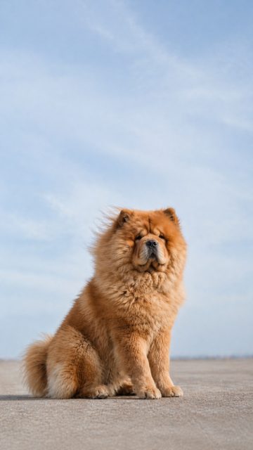 Chow Chow Sitting with Breeze Moving Fur Wallpaper