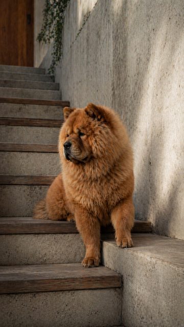 Chow Chow Sitting on Stairs with Offset Levels Wallpaper