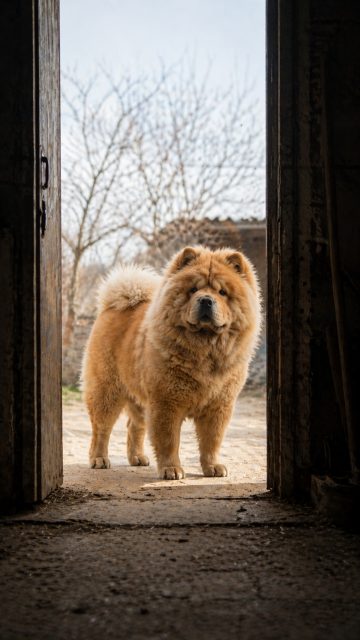 Chow Chow Standing in Doorway Soft Contrast Wallpaper