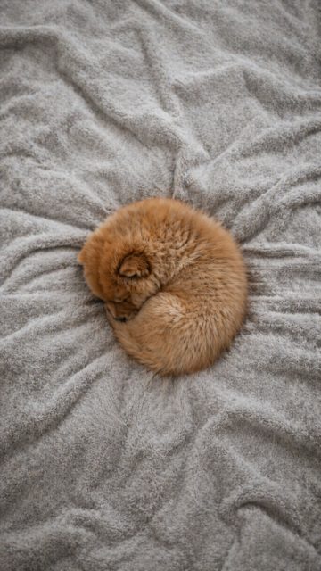 Chow Chow Puppy Curled Sleeping Top View Wallpaper