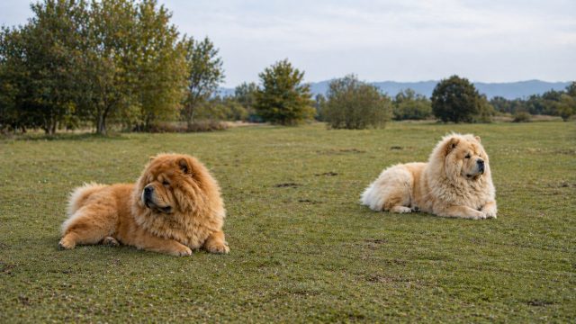 Two Chow Chows Resting Apart in Open Field Wallpaper