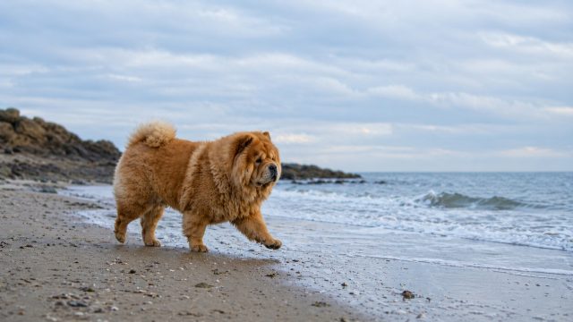 Chow Chow Walking Along Beach Shoreline Wallpaper
