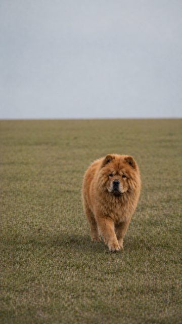 Chow Chow Walking Across Empty Field Wallpaper