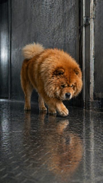 Chow Chow Walking on Reflective Metal Surface Wallpaper