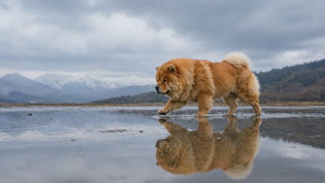 Chow Chow Walking Through Shallow Water Reflection Wallpaper