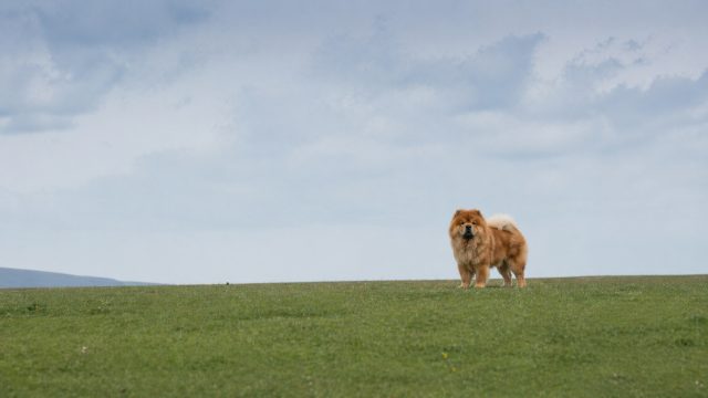 Chow Chow Small Subject in Wide Field Wallpaper