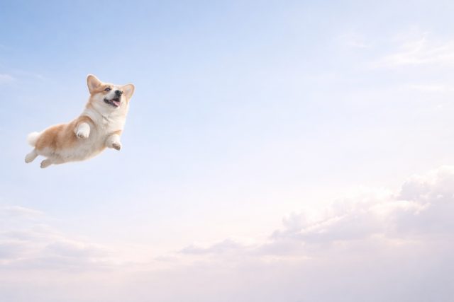 Corgi Floating in Open Sky with Soft Airy Light Wallpaper