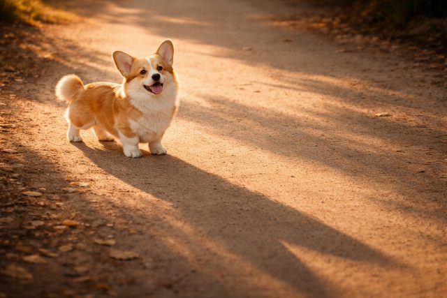 Corgi with Long Shadows on Sunlit Path Golden Hour Wallpaper