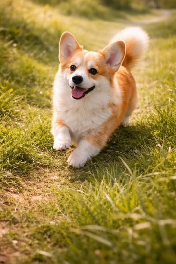 Corgi Walking Along Grass Path in Golden Light Wallpaper