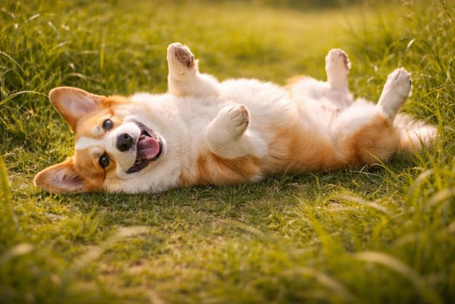 Corgi Rolling Playfully in Sunny Grass Field Wallpaper