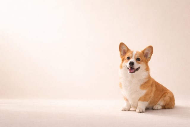 Corgi in Clean Minimal Pastel Space with Airy Light Wallpaper