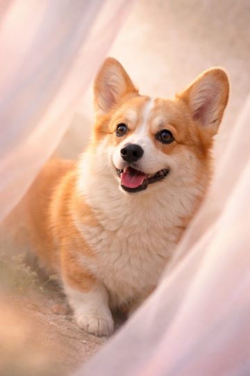 Corgi in Warm Pastel Fabric Light Minimal Wallpaper