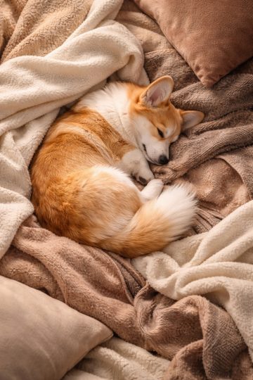 Sleeping Corgi Curled in Soft Blanket Warm Cozy Wallpaper