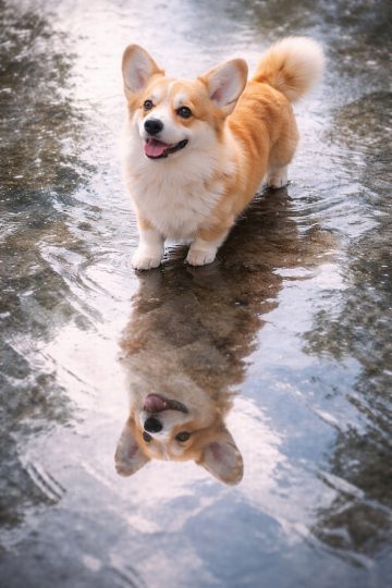 Corgi Reflection in Water Symmetry Wallpaper