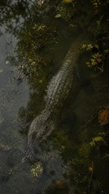 Crocodile Seen from Above in Murky Swamp Water Wallpaper