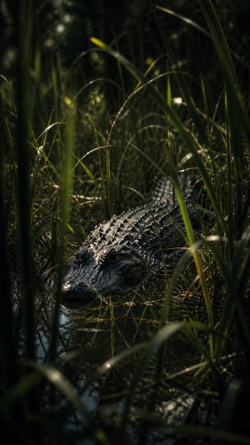 Crocodile Hidden in Shallow Grass Water Wallpaper