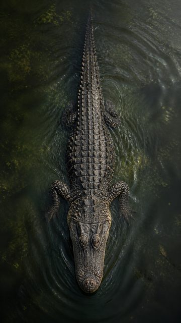 Crocodile Top View in Deep Green Water Wallpaper