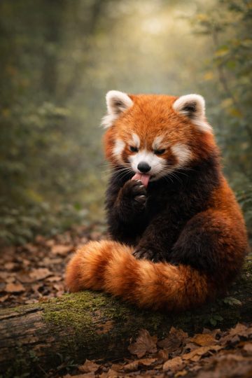 Cute Red Panda Grooming Its Paw Wallpaper