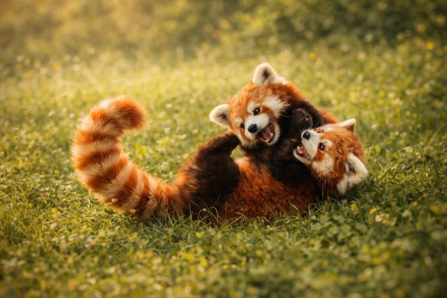 Cute Red Pandas Playing Together in the Grass Wallpaper